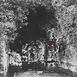 Yellow Eyes - Rare Field Ceiling