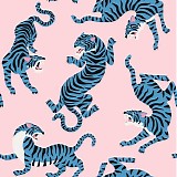 Paon Bleu - Showbiz