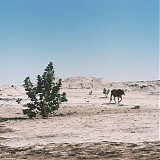 Tinariwen - Alkhar Dessouf (Zeid Hamdan Remix)